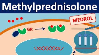 Methylprednisolone  Mechanism side effects precautions amp uses [upl. by Cotterell896]