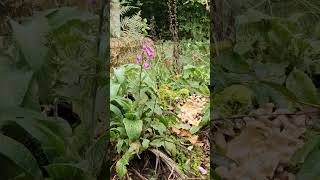 Foxglove in the wood naturefoxgloveautumn [upl. by Einaj]