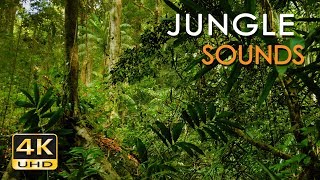 4K Jungle Sounds  Exotic Birds Singing  Tropical Forest  Relaxing Nature Video  Ultra HD  2160p [upl. by Sucramel]