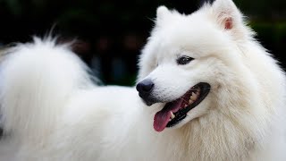 How to Care for a Samoyed Exercise Training and Safety Tips [upl. by Relyk]