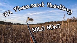 SOLO Pheasant Hunting PA Public Lands 2024 [upl. by Chalmers]