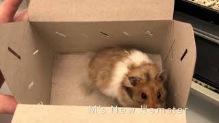 Long Haired Syrian Hamster from Petco [upl. by Omle504]