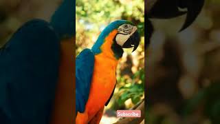 Macaw parrot parrot rareanimal cuteanimal animation aninallover explore [upl. by Obara]