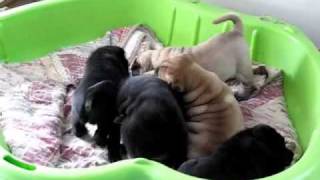 SharPei Puppies [upl. by Neelyar]