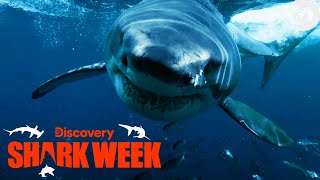 SHARK ATTACK Caught on Camera  Shark Week  Discovery [upl. by Elsbeth]