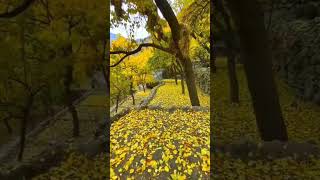 The autumn season in Hunza Valley Pakistan short shorts fyp fypシ゚viral nature hunza india [upl. by Ordnazil]