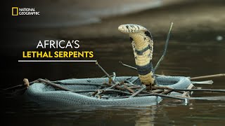 Africa’s Lethal Serpents  Worlds Deadliest Snakes  हिंदी  Full Episode  S1  E2  Nat Geo Wild [upl. by Alten]