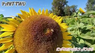 RUCHMOND SUNFLOWER FESTIVAL 2024 PART TWO travelvlog vancouvercanada  dimplesjose justenjoylife [upl. by Aneeled]