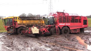 Cichorei oogst 2023  Chicory harvest in the mud  Vervaet Chicory Eater 625 Vredo VT 3926  modder [upl. by Rendrag]