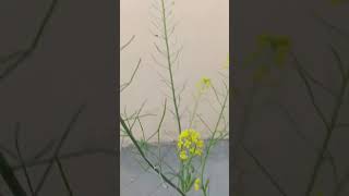 Pechay Flower trending qatar hydroponics pechay flowers planting shortvideo ofw [upl. by Yasibit]