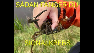 Sådan fanger du signalkrebs [upl. by Anelegna439]