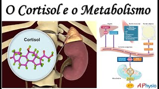 Ações Metabólicas do Cortisol no metabolismo dos carboidratos gorduras e proteínas [upl. by Declan]