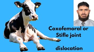 Coxofemoral joint dislocation  Hip luxation in cattle Veterinary orthopedics [upl. by Aisekal]