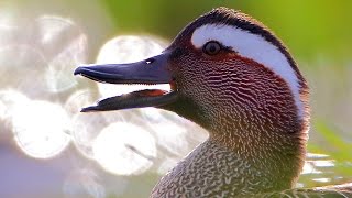 Bird sounds Garganey singing and displaying in spring lake [upl. by Nollad995]