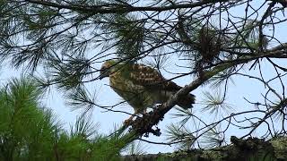 Fledgling Broadwinged Hawk behavior defecatesbranchingtakes flight 72224 [upl. by Kenyon]