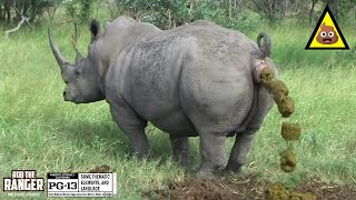 Territorial Triumph Witness A Majestic Southern White Rhino Bull Defining His Domain [upl. by Wootten]