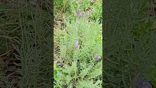 🌙🌿 ¡Poda según la Fase Lunar Cuida tu Lavanda y Mejora tu Huerto 🌸✂️ [upl. by Ignacia]