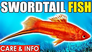 Swordtail Fish  Swordtail Fish Care And Info  Swordtail Fish Care Guide For Beginners [upl. by Doowyah]