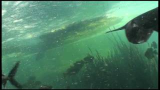 Huge Paddlefish Feeding [upl. by Anadal]