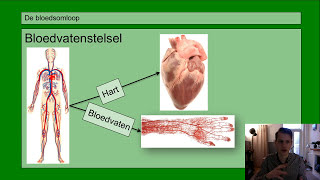 Basisstof 2 De bloedsomloop [upl. by Alyce]