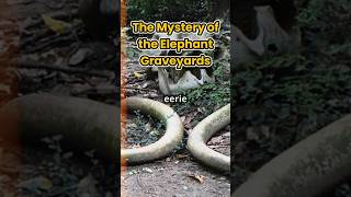 The Secret Rituals of Elephants Uncovering the Graveyard Mystery [upl. by Stephanus]