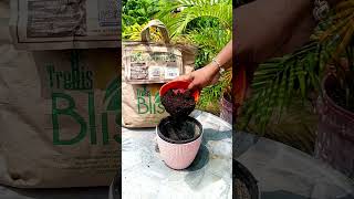 Gardening made easy  Trellis bliss garden soil gardening [upl. by Ahseken919]