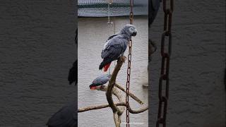 Grey parrot Psittacus erithacus  Graupapagei Tierpark  Birkenheide [upl. by Ck15]