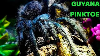 Guyana Pinktoe Tarantula Avicularia avicularia Care amp Husbandry [upl. by Adnwahsor633]