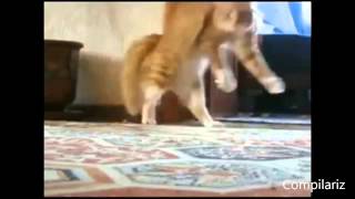 The Best Dancing Cats Ever Compilation  Funny Daning Cats Compilation Youtube 2014 [upl. by Sharline]