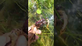 Feel so Exited to Catch CRAB in the water with beautiful nature views  crab nature beautifulview [upl. by Conroy929]