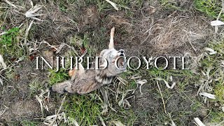 Injured Coyote in Our Waterway [upl. by Yras]