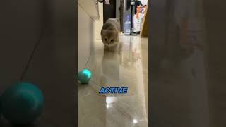 Best Automatic Cat Toy for Indoor Cats [upl. by Savdeep363]