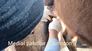 Medial patellar desmotomy in a pregnant cow with locked patella [upl. by Annaigroeg]