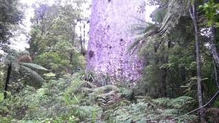 A song for Tane Mahuta [upl. by Nylde]