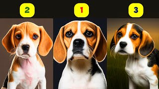 BEAGLE TYPES  3 TYPES OF BEAGLES [upl. by Paresh]