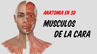 ANATOMÍA EN 3D  Músculos de la Expresión Facial Origen Inserción Acción [upl. by Gen]