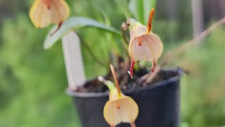 Masdevallia floribunda [upl. by Valenba]