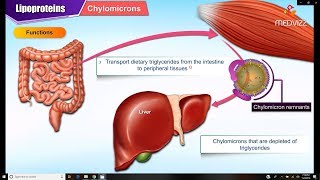 Lipoproteins and Apolipoproteins  Structure  function and metabolism  Medical Biochemistry [upl. by Bennir]