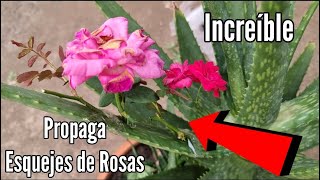 Propagar Rosas en Sábila MÉTODO INCREIBLE  Reproducir Esquejes de plantas o rosas rápido [upl. by Arted]