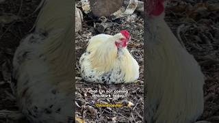 Frankie rooster says F work funnyshorts chicken comedy chickens sarcasm backyardchickens [upl. by Adyaj398]