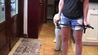 Aggressive Goldendoodle escapes a death sentence [upl. by Amiel]