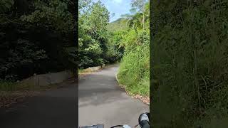 BOSQUE GUILARTE ADJUNTAS PUERTO RICO 🇵🇷 RUTA PANORÁMICA 518 MOTO PASIÓN PR 🇵🇷 [upl. by Moreta266]