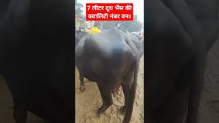 50000 की कीमत 7 लीटर दूध मुर्रा नस्ल  7 litre milk murrah breed price 50000 [upl. by Bubalo767]