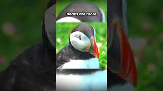 Here Are Some Awesome Facts About Puffins animals birds nature wildlife parrot animalfacts [upl. by Danyette127]