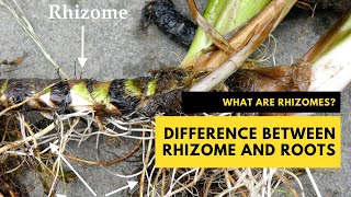 What are Rhizomes The Difference Between Rhizome and Roots plantscience rhizome [upl. by Aizirk]