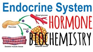 Hormone biochemistry [upl. by Yle]