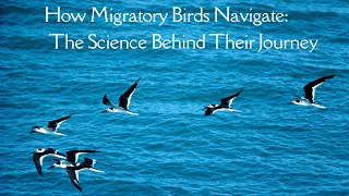 How Migratory Birds Navigate The Science Behind Their Journey [upl. by Roche]