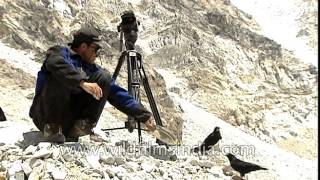 Yellow billed Chough sits on our tripod during Everest expedition [upl. by Syd]