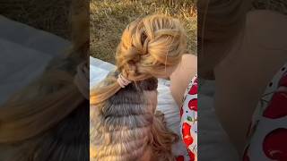 Pariyon ke Pets  Dogs Long Hair [upl. by Jandy]