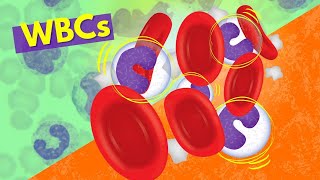 White Blood Cells Introduction aka Leukocytes  How they Work [upl. by Raffo]